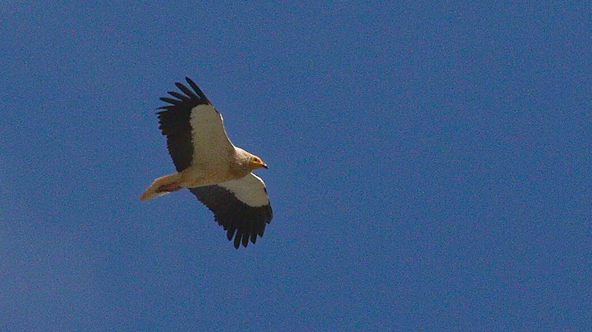 Egyptian Vulture